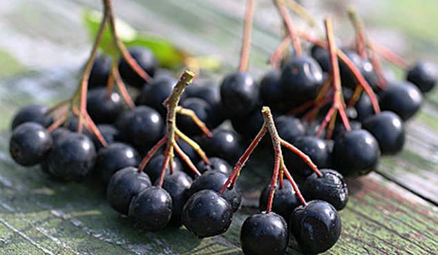  домашнее вино из черноплодной рябины рецепт