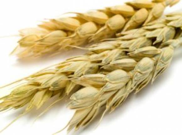Отвар пшеничных отрубей